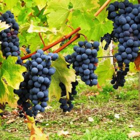 tìm hiểu về giống nho tannat