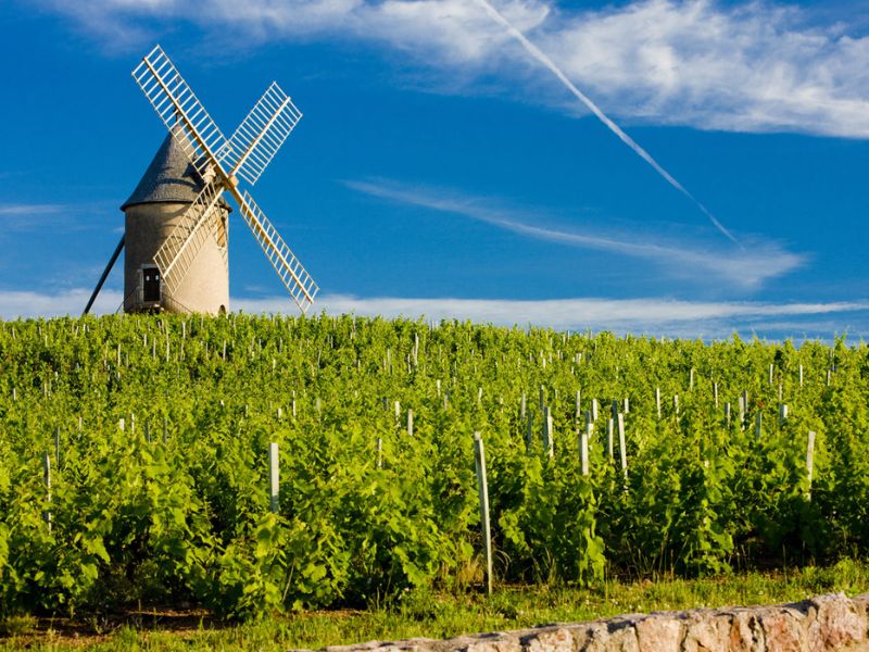 cối xay gió trên đồi Les Thorins ở vùng Moulin-à-Vent