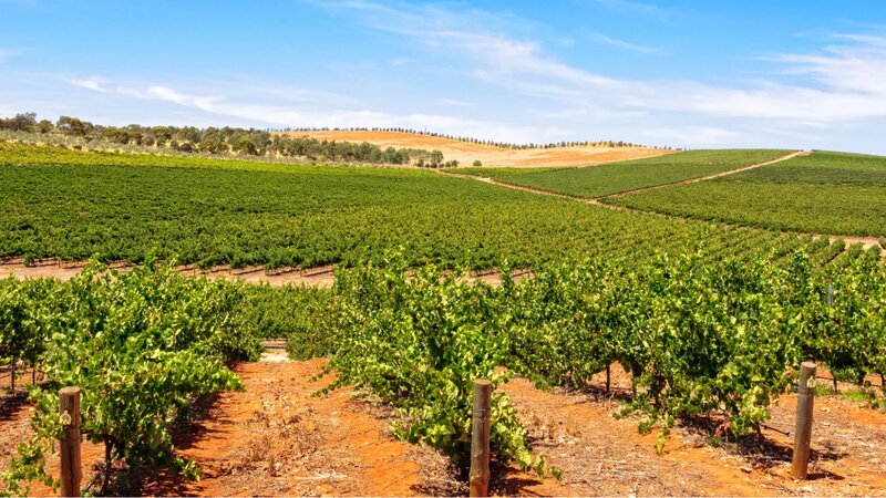 vườn nho ở Clare Valley của Mount Lofty Ranges