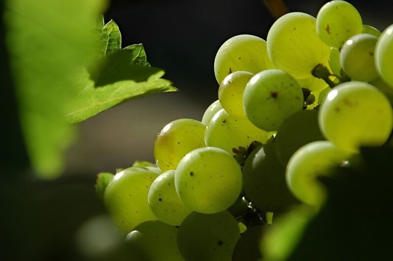 giống nho Sauvignon Blanc ở Rueda