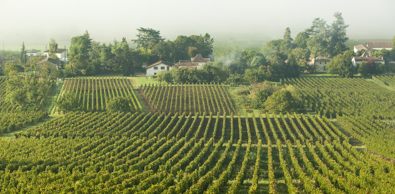 Khí hậu và thổ nhưỡng vùng Castillon - côtes de Bordeaux