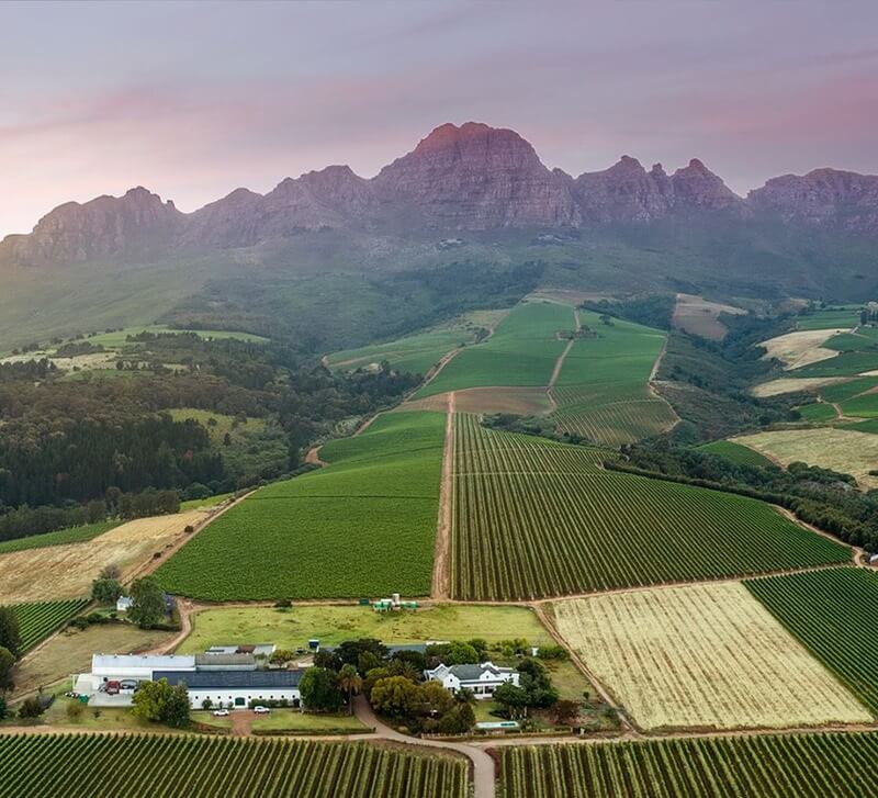 Điền trang Alto Wine Estate tọa lạc trên sườn núi Helderberg tại Stellenbosch