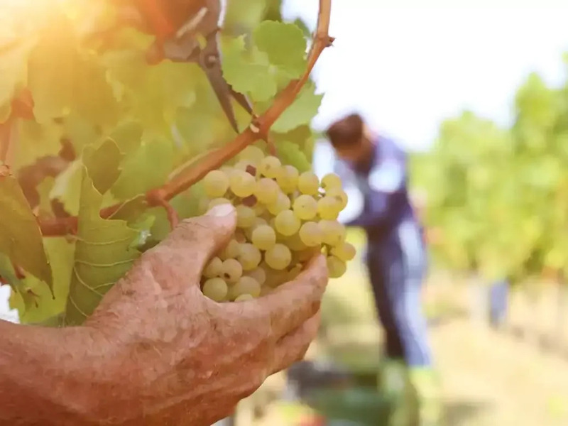 Giống nho trắng Chenin Blanc