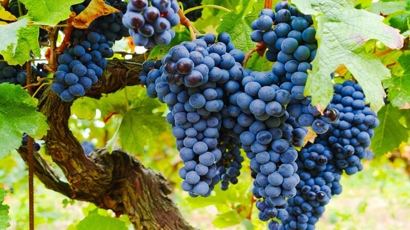 Giống nho Grenache trồng phổ biến ở vùng làm vang pays D'oc