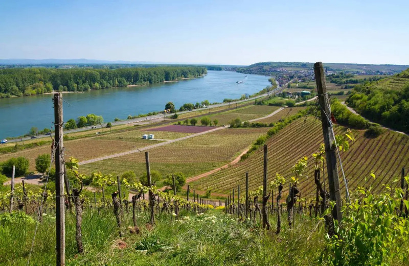 Đặc điểm thổ nhưỡng và khí hậu vùng Rheinhessen