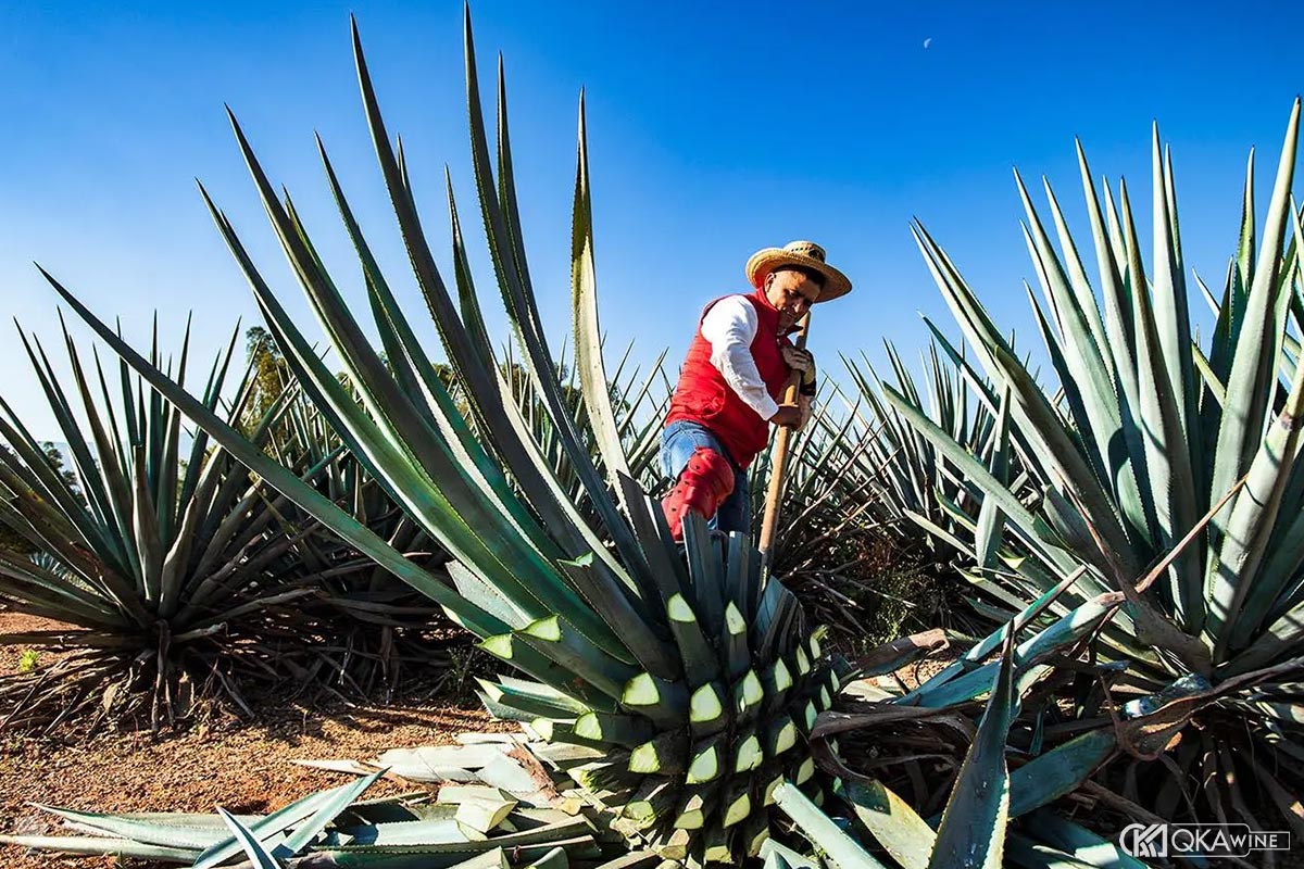 Nguyên liệu tạo nên Tequila: Cây Agave xanh