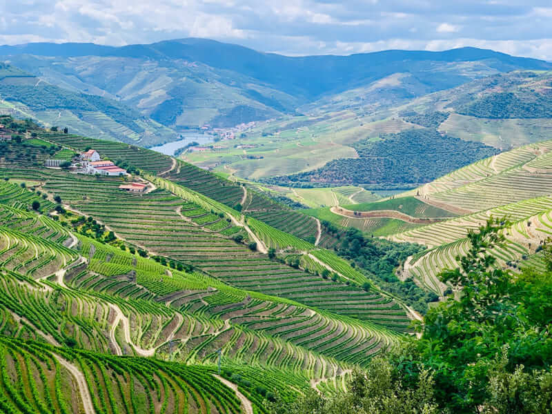 vùng làm vang douro