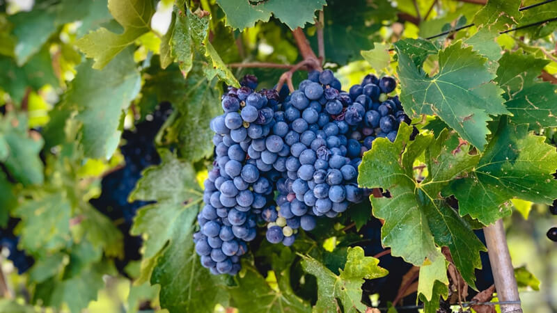 Nho Tempranillo