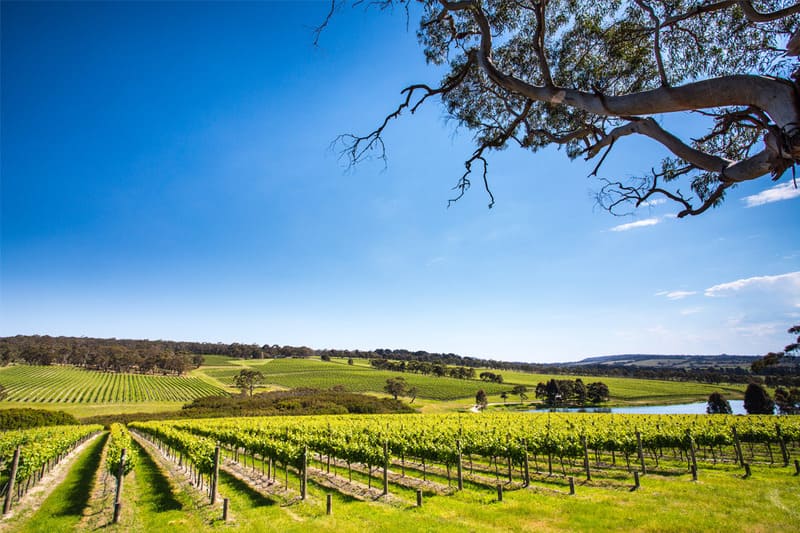 vùng làm vang south australia