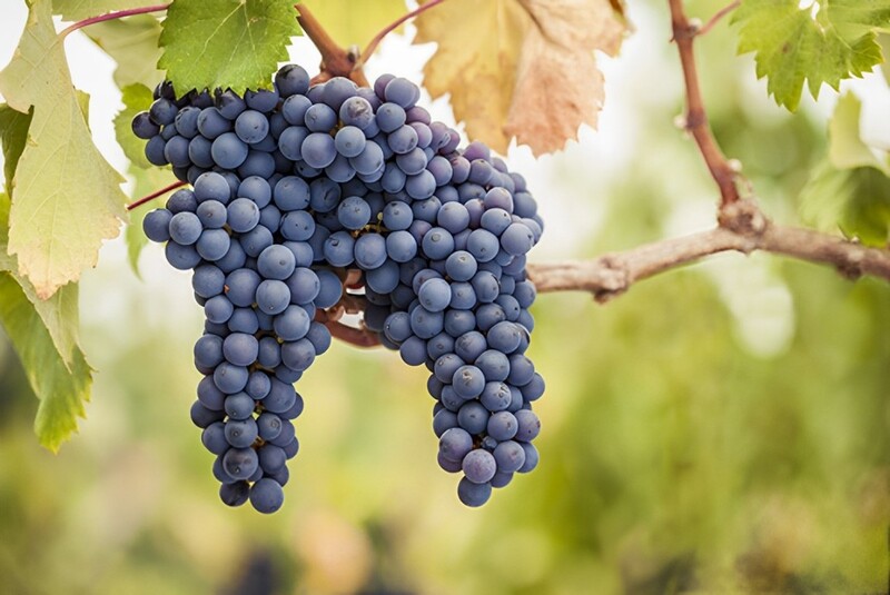 nho pinot noir làm vang belle glos
