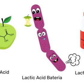 malolactic fermentation