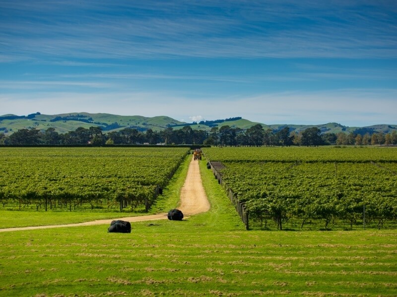 vùng làm vang wairarapa