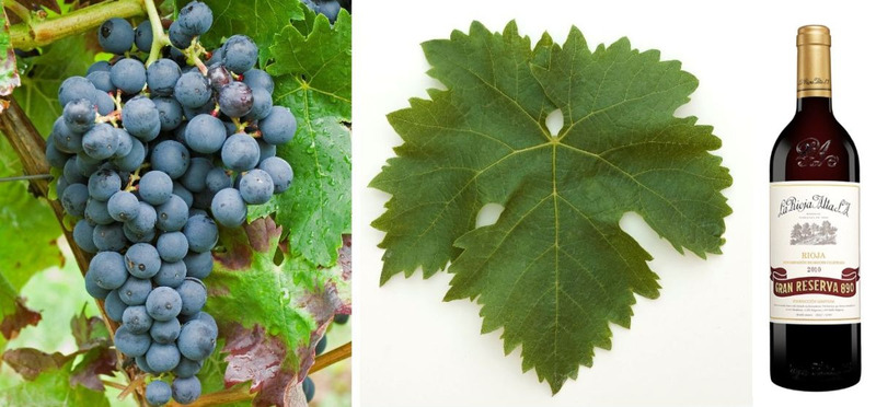 Giống nho Tinta de Toro (Tempranillo)