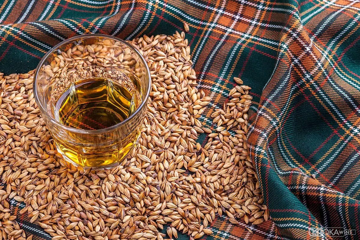 Hành trình tìm kiếm giống lúa mạch hoàn hảo