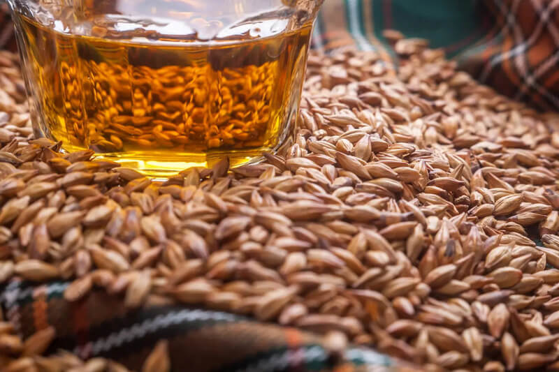 lúa mạch làm rượu whisky
