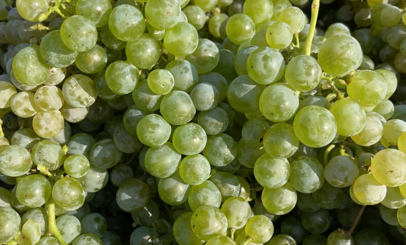 Giống nho Sauvignon Blanc
