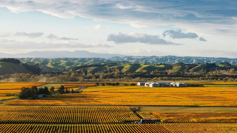 Vườn nho Gimblett Gravels của Craggy Range