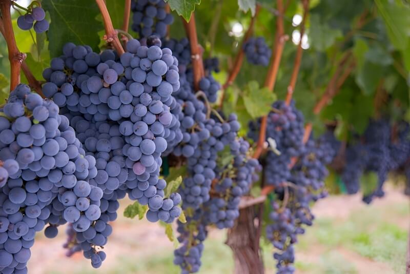 Nho Merlot