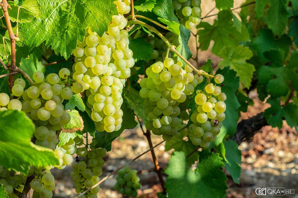 6 crus Cognac là gì?