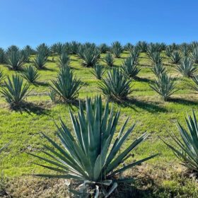 Cây Agave là gì?