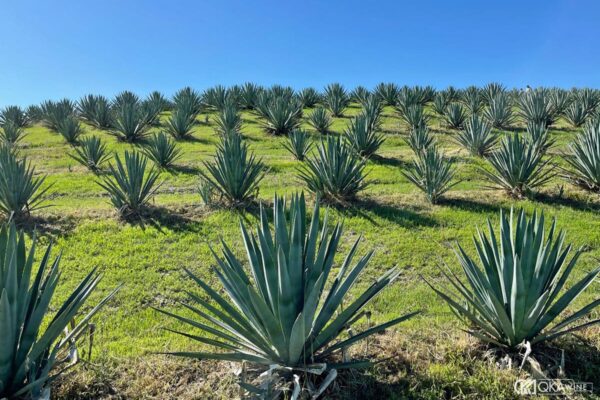 Cây Agave là gì?
