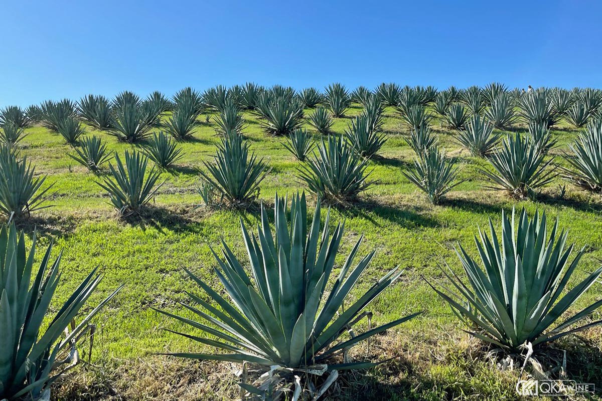 Cây Agave là gì?