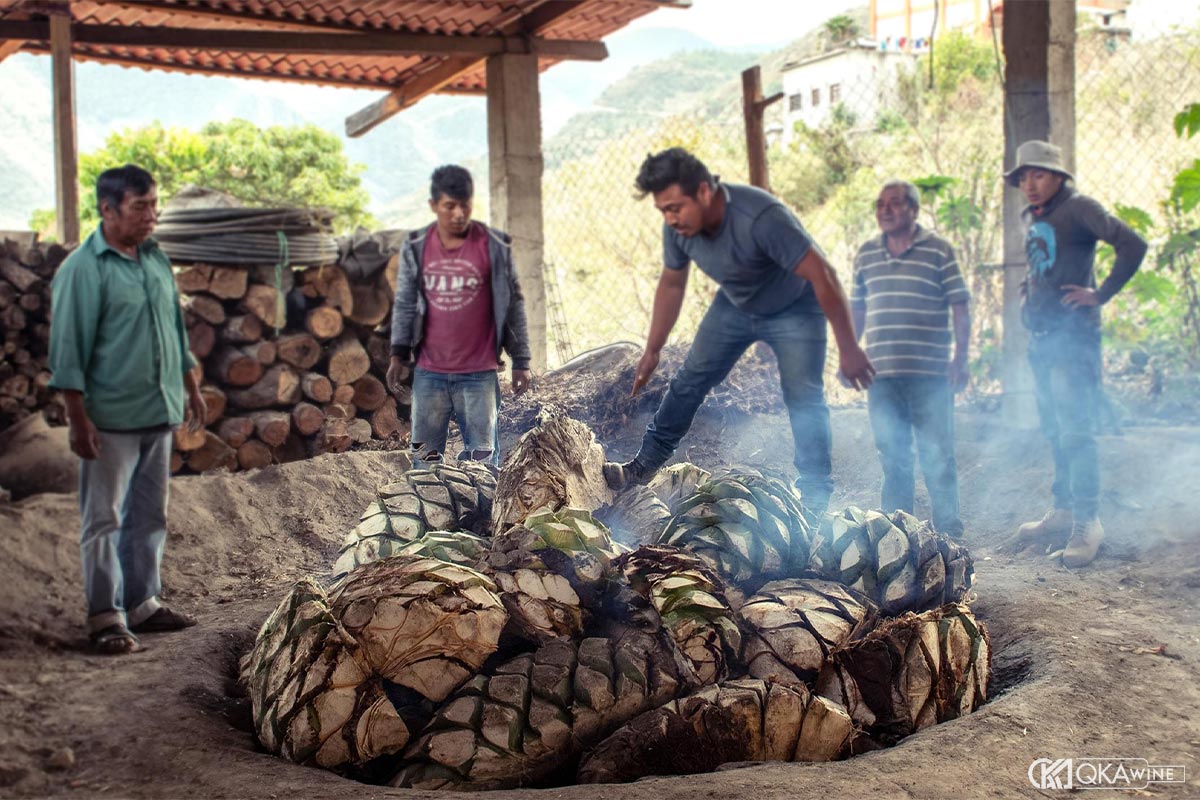 Cây Agave trong văn hóa và đời sống Mexico