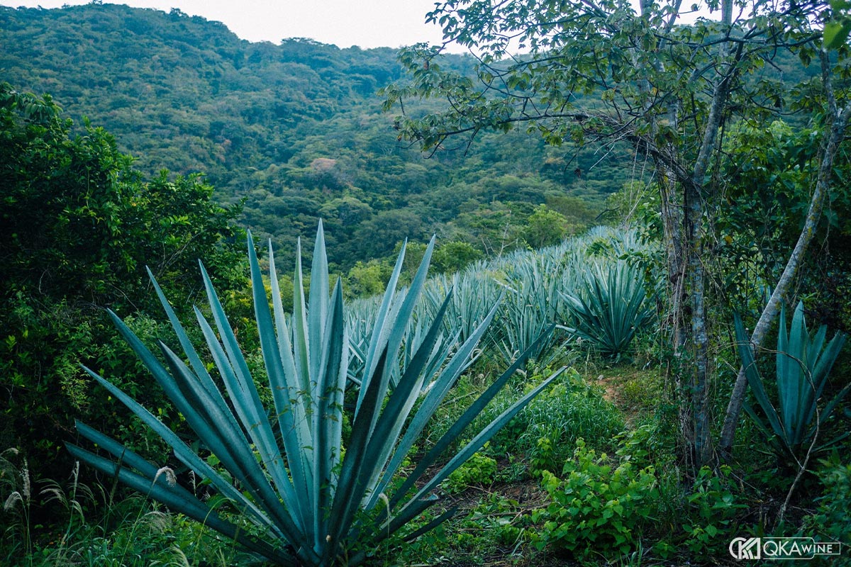Chu kỳ sinh trưởng của cây Agave