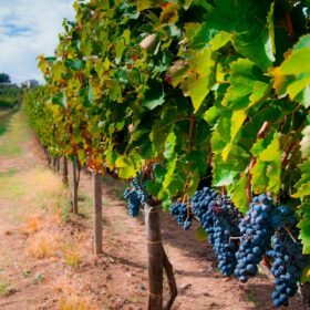 Giống nho Aglianico