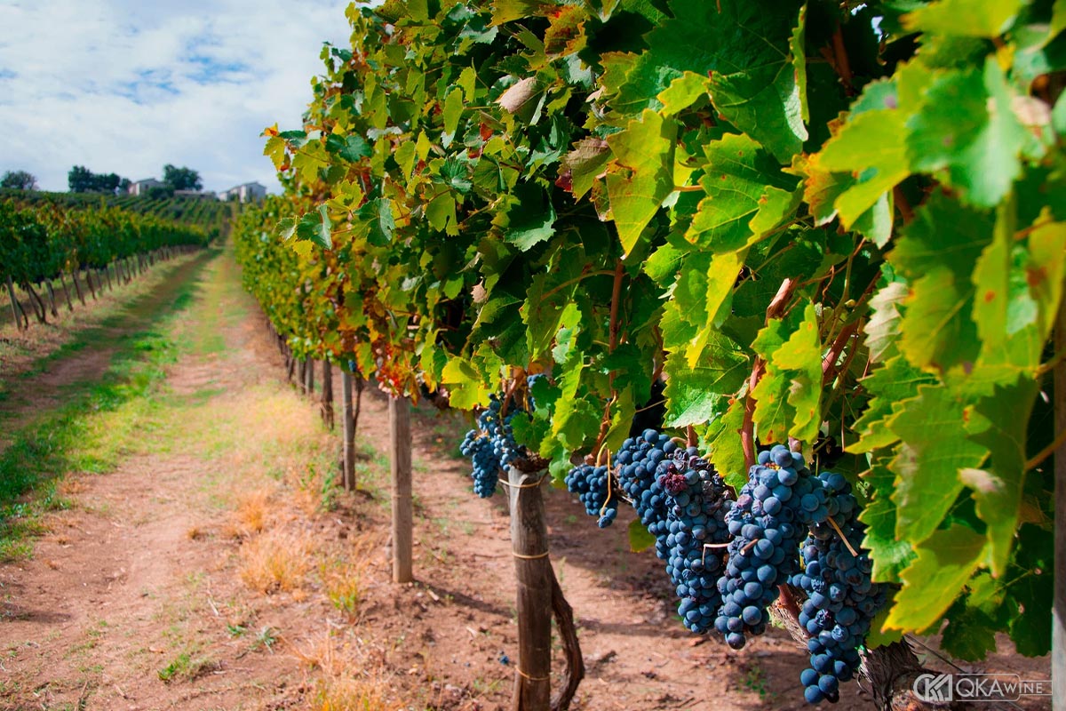 Giống nho Aglianico