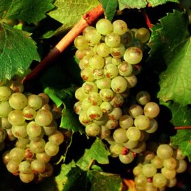 Giống nho Aligoté