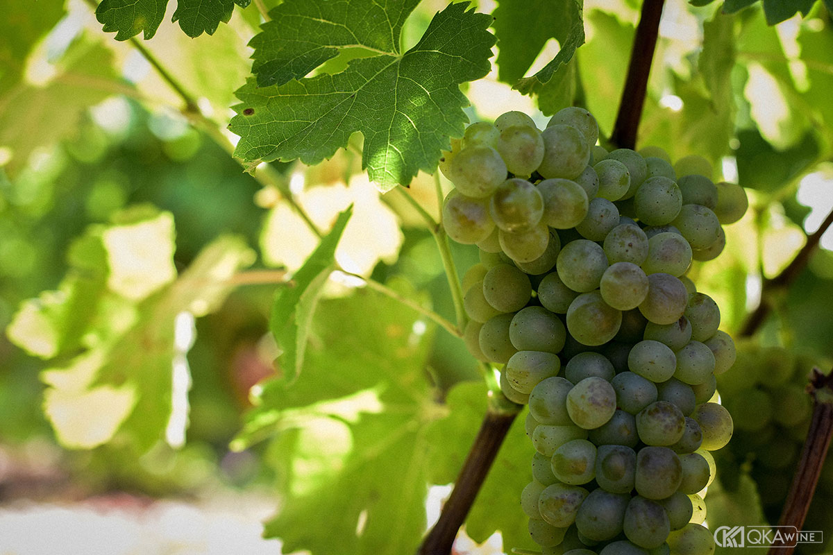 Giống nho Bourboulenc