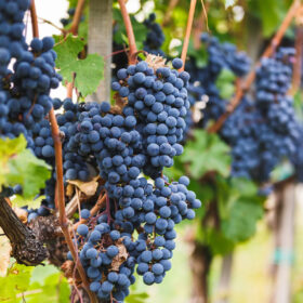 Giống nho Cabernet Franc