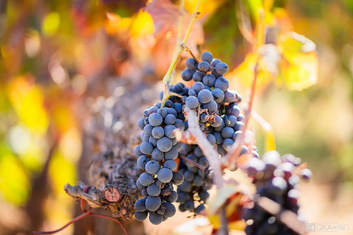 Giống nho Carmenère