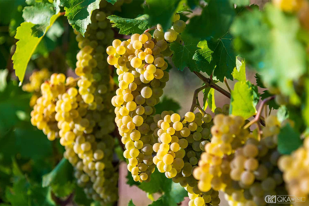 Giống nho Chardonnay