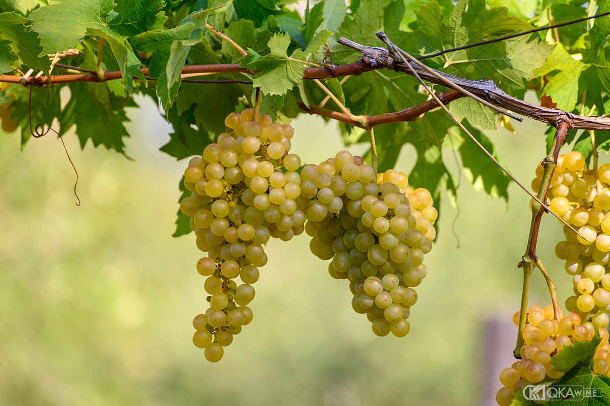 Giống nho Chenin Blanc
