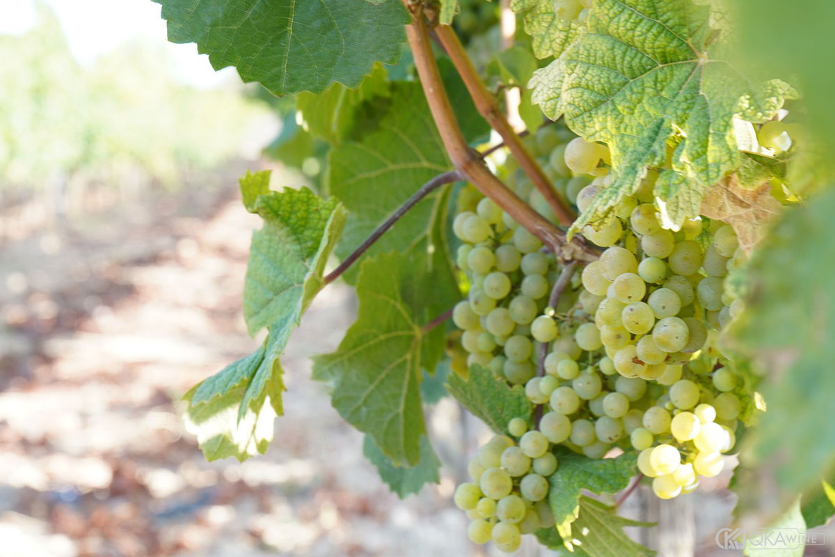 Kỹ thuật làm vang từ nho Chardonnay