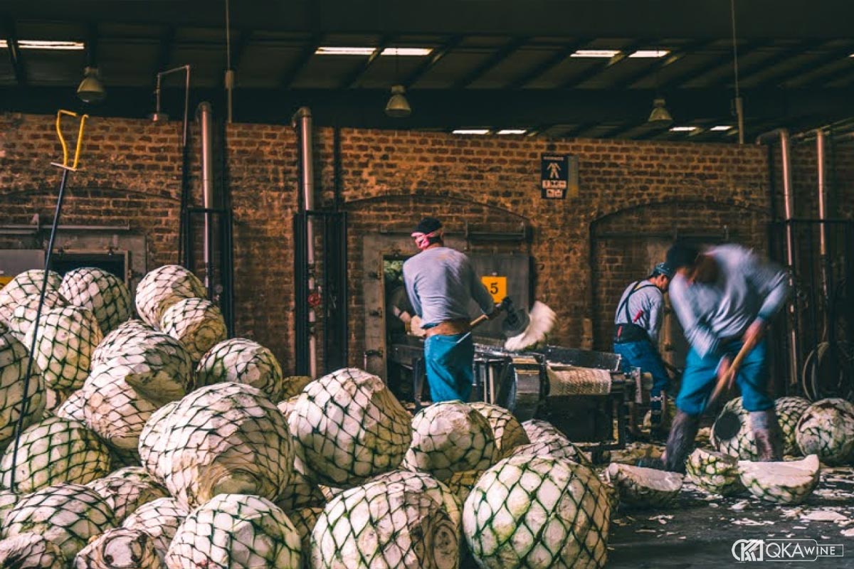 Sự khác biệt về nguyên liệu agave giữa Mezcal và Tequila