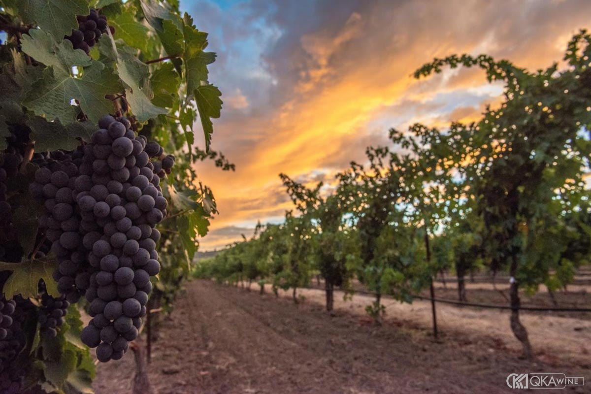 Vùng vang Napa Valley
