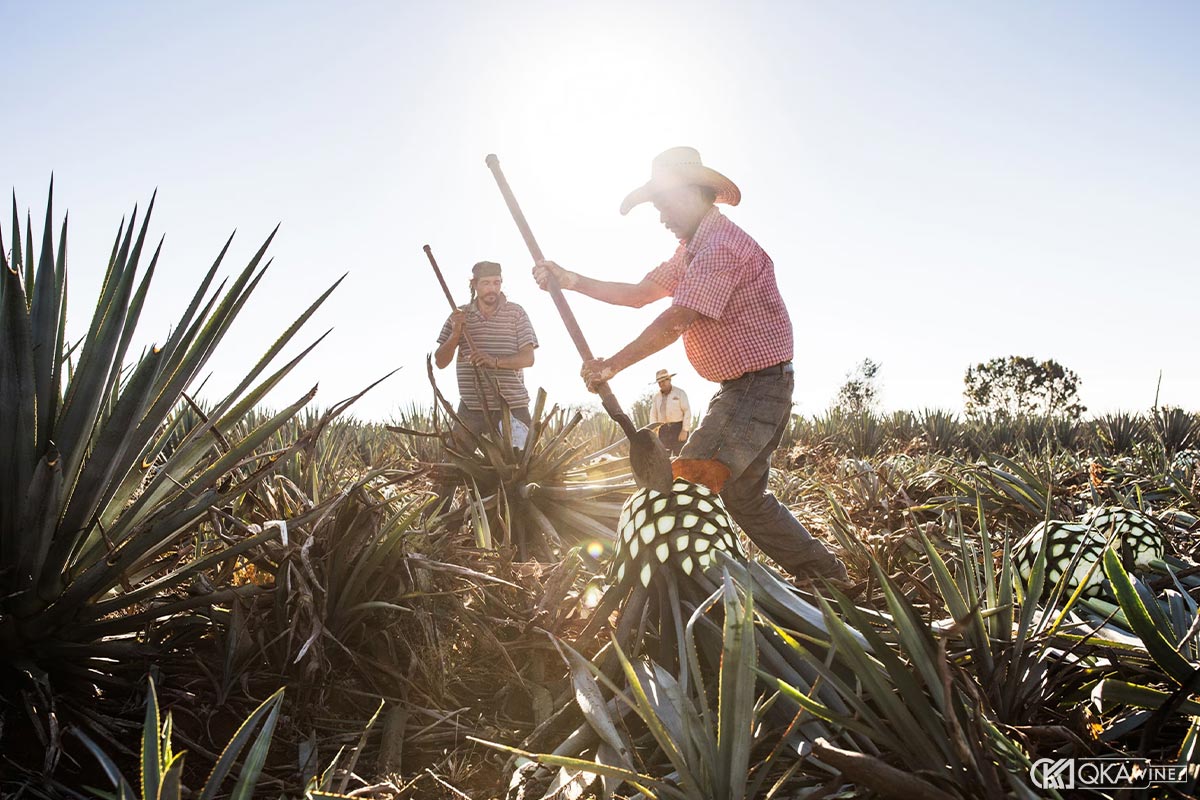 Công nghiệp hóa và thương mại hóa Tequila