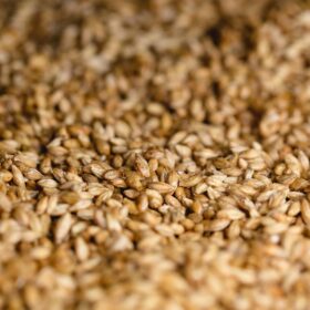 Lúa mạch trong whisky Nhật và Scotch