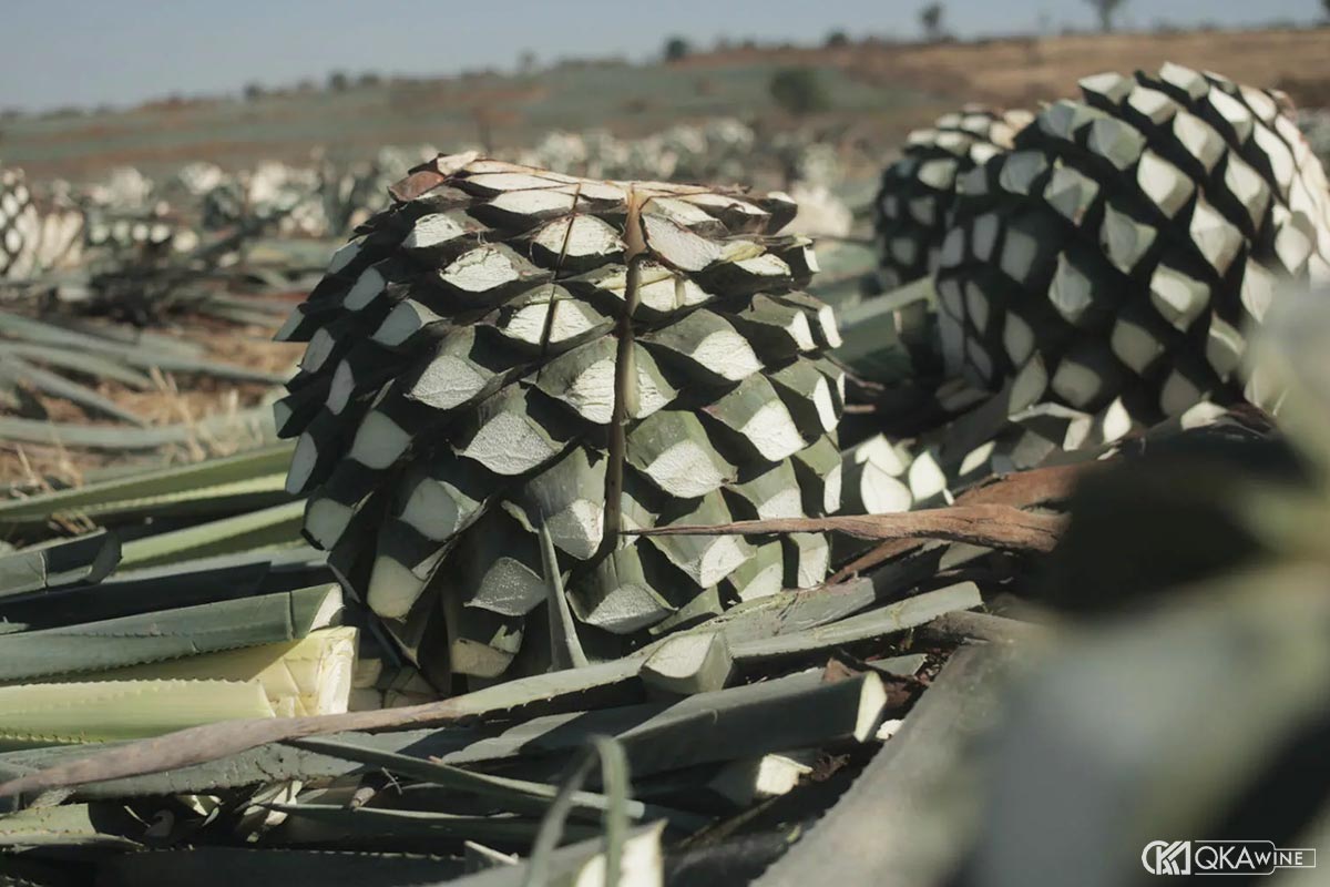 Quy định pháp lý của Mexico về nguyên liệu Tequila