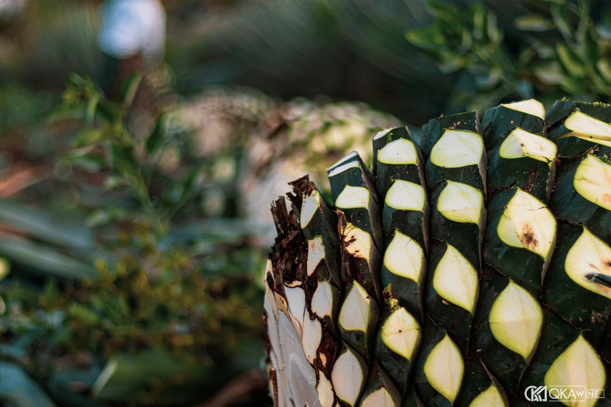 Tại sao Tequila hiện đại vẫn trung thành với Agave xanh