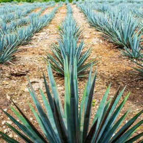 Tại sao Tequila phải làm từ Agave xanh?
