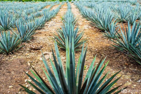 Tại sao Tequila phải làm từ Agave xanh?