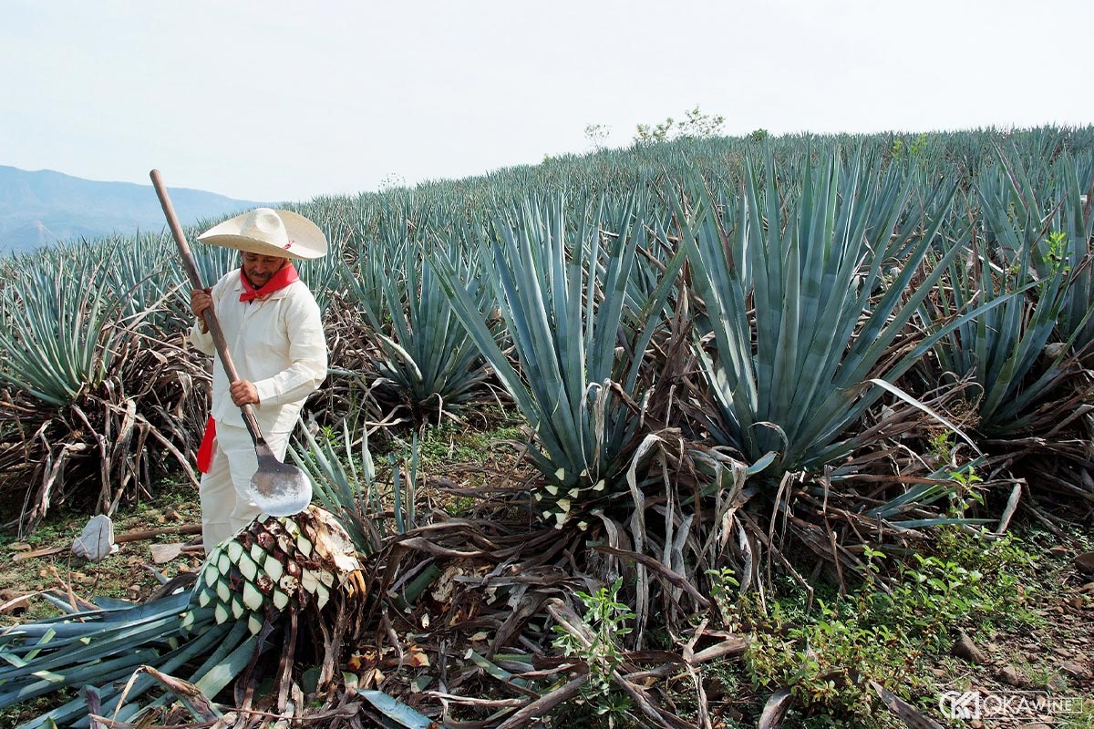 Thành phần hóa học của Agave xanh quyết định hương vị rượu Tequila