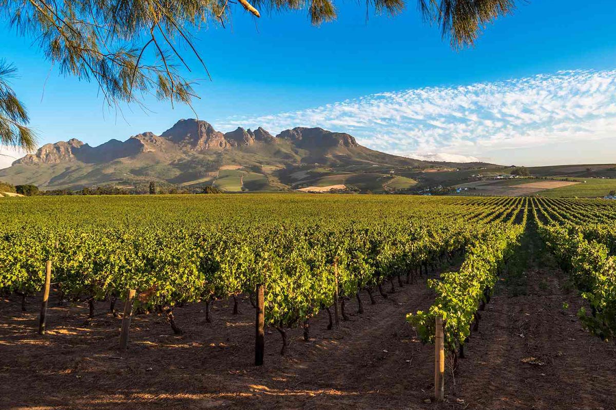 Top rượu vang Nam Phi xuất sắc nhất năm 2025