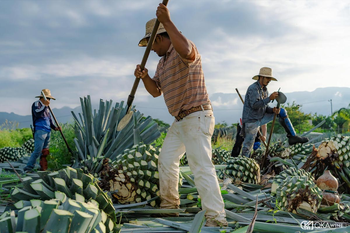 Trồng, chăm sóc và thu hoạch Agave
