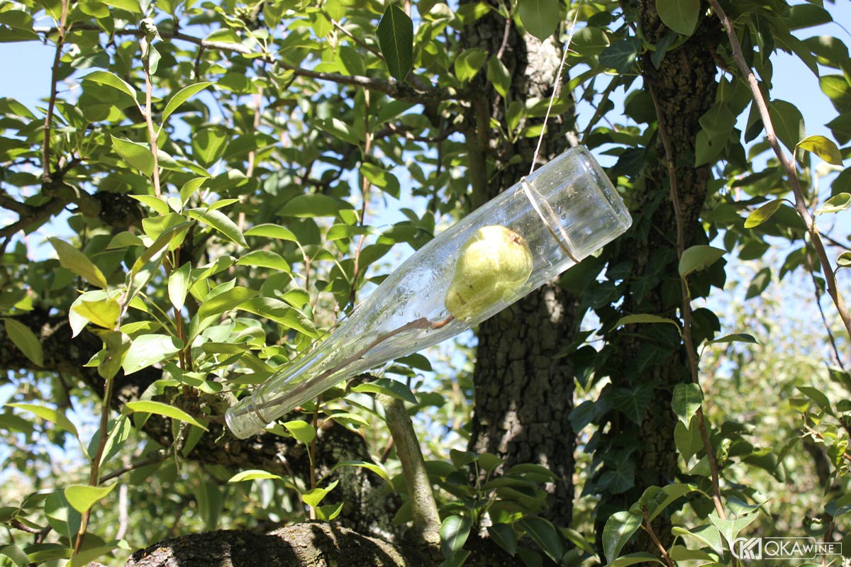 Quy trình chưng cất Eau-de-Vie