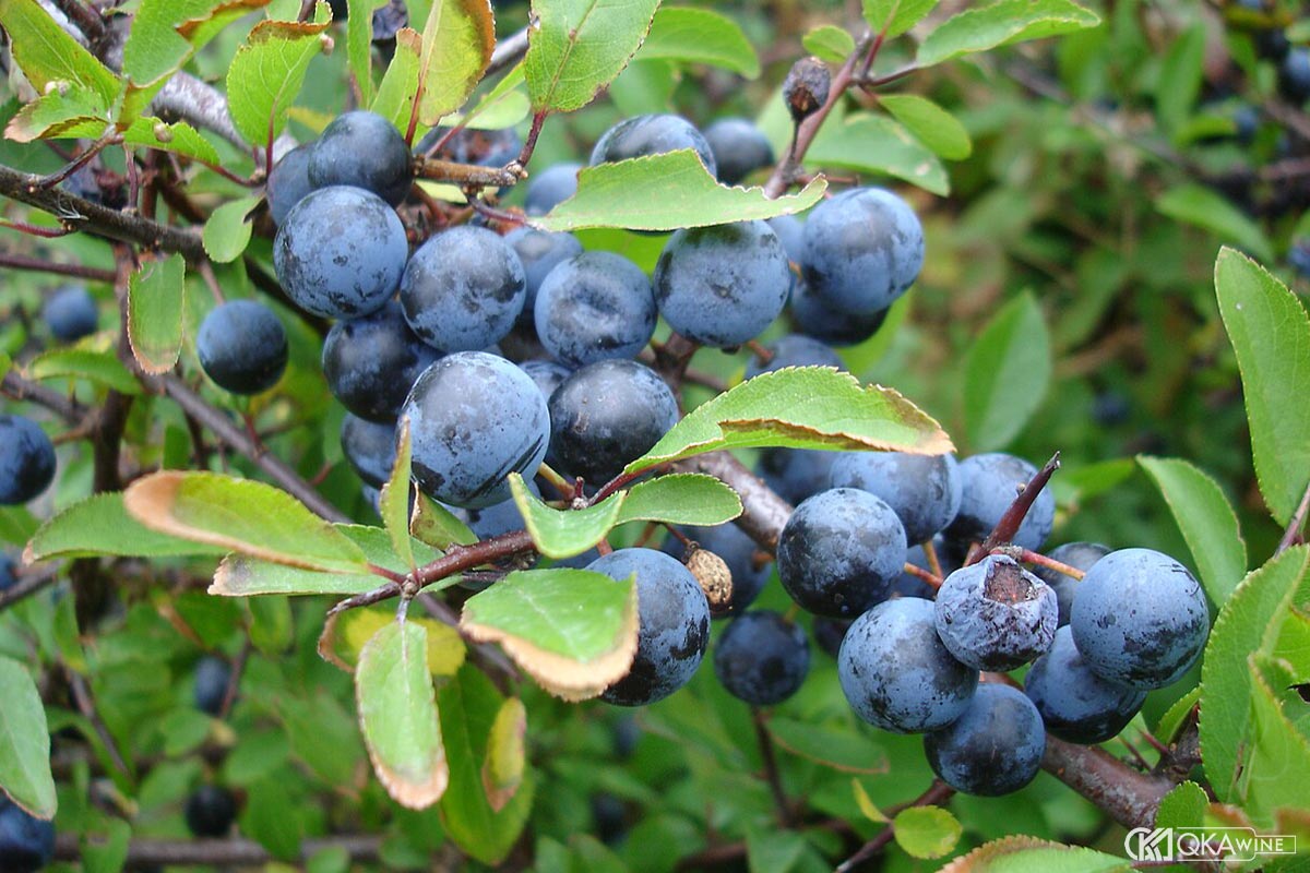 Trái cây dại giúp Eau-de-Vie đạt hương hiếm có?